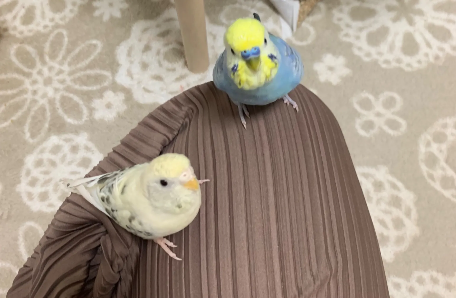 ♡ｾｷｾｲｲﾝｺのお世話の様子